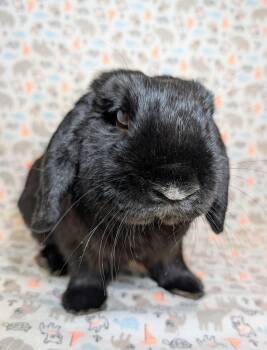 Billingsley  -  Lop Eared Rabbit Available for Adoption in Lake Elsinore, California - Billingsley  | PetCurious