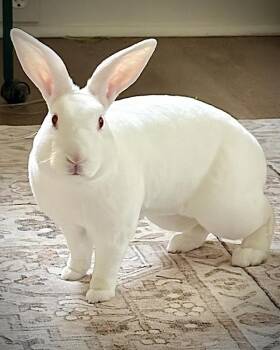 Mini Rex Rabbits Available for Adoption in Novato, California - Tobiko | PetCurious