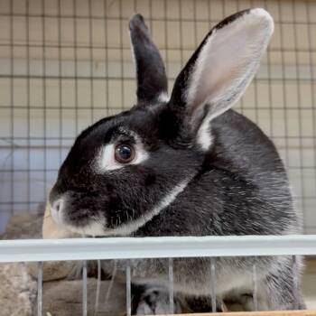 Rescue Silver Marten Rabbits for Adoption in Mill Valley, California - Lola | PetCurious