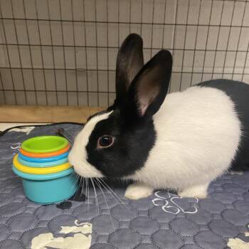 Daan -  Dutch Rabbit for Adoption in Dayton, Ohio - Daan | PetCurious