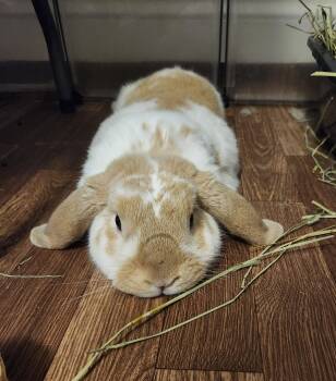 Creamsicle -  Mini Lop Rabbit for Adoption in Columbia, Maryland - Creamsicle | PetCurious