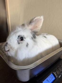 Einstein -  Lionhead Rabbit for Adoption in Roseville, California - Einstein | PetCurious