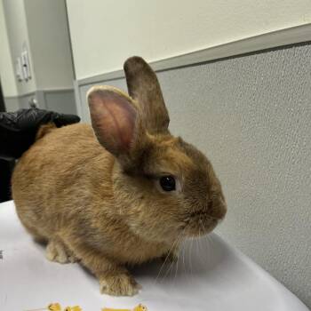 Bon Bon -  American Rabbit for Adoption in Tampa, Florida - Bon Bon | PetCurious