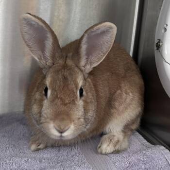 Tamarack -  Palomino Rabbit for Adoption in Oak Park, Illinois - Tamarack | PetCurious