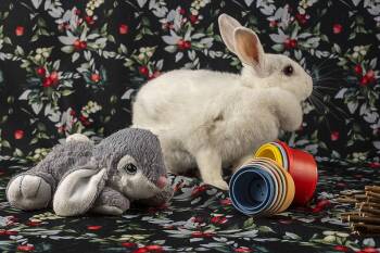 Polish Rabbits Available for Adoption in Deltona, Florida - Petunia | PetCurious