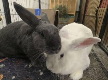 Rescue American Rabbits for Adoption in Ferndale, Washington - Pedro & Molly | PetCurious