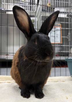 Lancelot -  American Rabbit for Adoption in Oakland, California - Lancelot | PetCurious