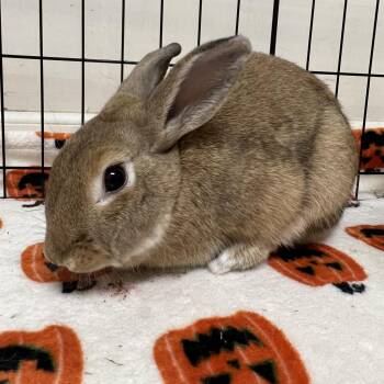 Akane -  American Rabbit for Adoption in Richmond, California - Akane | PetCurious