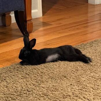 Preciosa -  Bunny Rabbit Rabbit for Adoption in Richmond, California - Preciosa | PetCurious