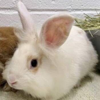 Isabella -  Lionhead Rabbit for Adoption in Baltimore, Maryland - Isabella | PetCurious