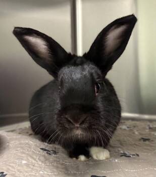 Socks -  American Rabbit for Adoption in Oakland, California - Socks | PetCurious