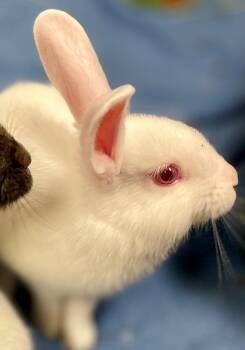 Rescue American Rabbits for Adoption in Hamilton, Ontario - Holden | PetCurious