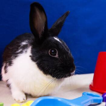Puffin -  American Rabbit for Adoption in Wilmington, Delaware - Puffin | PetCurious