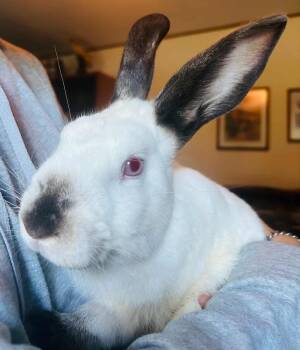 Rescue Californian Rabbits for Adoption in Sauk Village, Illinois - Leo | PetCurious