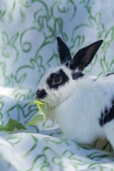English Spot Rabbits Available for Adoption in Bishopville, South Carolina - Jermaine | PetCurious