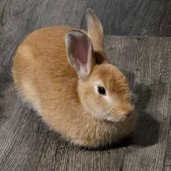 Jake -  New Zealand Rabbit for Adoption in Paradis, Louisiana - Jake | PetCurious