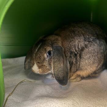 Oop -  Bunny Rabbit Rabbit for Adoption in Murray, Utah - Oop | PetCurious