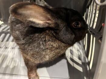 Bunny Rabbit Rabbits Available for Adoption - LICORICE | PetCurious