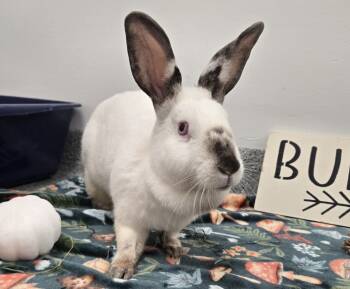 Rescue Californian Rabbits for Adoption in Westford, Massachusetts - Whimsy | PetCurious