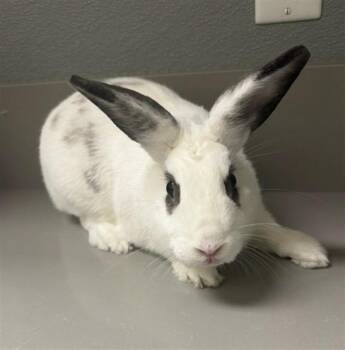 MOANA -  Bunny Rabbit Rabbit for Adoption in Las Vegas, Nevada - MOANA | PetCurious