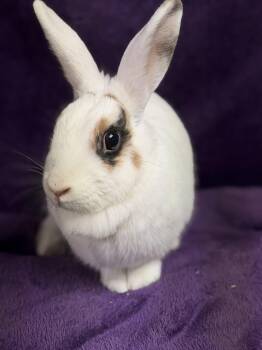 English Spot Rabbits Available for Adoption in Edinburg, Pennsylvania - Peaches: Video!!! | PetCurious