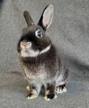 Netherland Dwarf Rabbits Available for Adoption - Brinco | PetCurious
