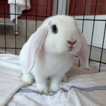 KUROMI -  Dutch Rabbit for Adoption in Barnstable, Massachusetts - KUROMI | PetCurious
