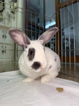 English Spot Rabbits Available for Adoption in Pflugerville, Texas - ASDA | PetCurious