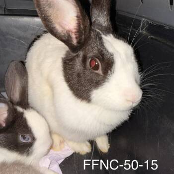 Rosemary -  Dutch Rabbit for Adoption in Winston-salem, North Carolina - Rosemary | PetCurious