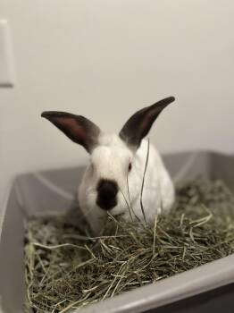 Rescue Californian Rabbits for Adoption in Chapin, South Carolina - Zip | PetCurious