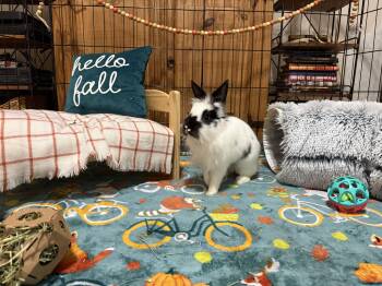 Buttons -  Dwarf and Lionhead Rabbit for Adoption in Little Rock, Arkansas - Buttons | PetCurious