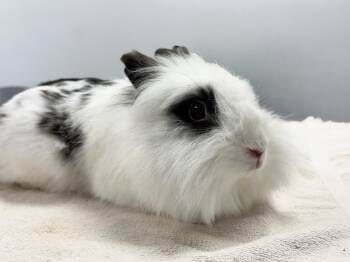 Beach Ball -  Lionhead Rabbit for Adoption in Westford, Massachusetts - Beach Ball | PetCurious