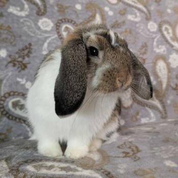 Mini Lop Rabbits Available for Adoption - Hypatia | PetCurious