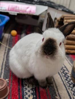 Himalayan Rabbits Available for Adoption in Coquitlam, British Columbia - Ernie | PetCurious