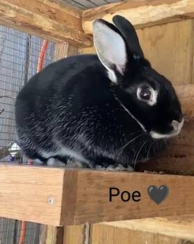 Rescue Silver Marten Rabbits for Adoption in Dallas, Pennsylvania - Poe | PetCurious
