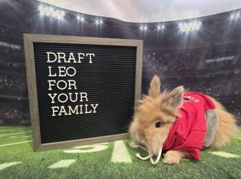 Leo -  Lionhead Rabbit for Adoption in Columbus, Ohio - Leo | PetCurious
