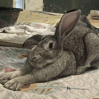Chinchilla Rabbits Available for Adoption - Dexter | PetCurious