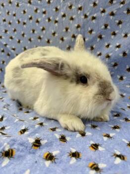 Asparagus -  Lionhead Rabbit for Adoption in Gainesville, Florida - Asparagus | PetCurious