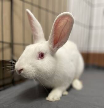 Rescue Bunny Rabbit Rabbits for Adoption in New York, New York - Earwicket | PetCurious