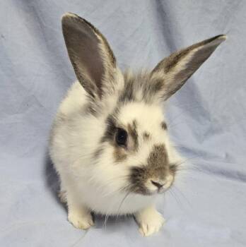 Rizzo -  Lionhead Rabbit for Adoption in Westford, Massachusetts - Rizzo | PetCurious