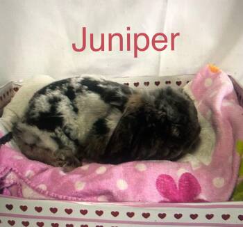 American Fuzzy Lop Rabbits Available for Adoption - Juniper | PetCurious