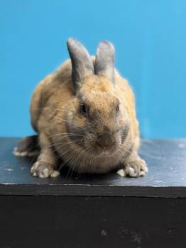 Brownie -  Cinnamon Rabbit for Adoption in Jefferson, Louisiana - Brownie | PetCurious