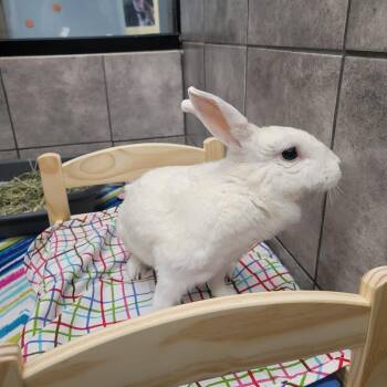 Rescue Florida White Rabbits for Adoption in Las Vegas, Nevada - Marshmellow | PetCurious
