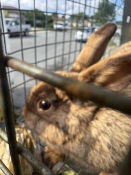 Bunny Rabbit Rabbits Available for Adoption in Salinas, California - MUFFIN | PetCurious