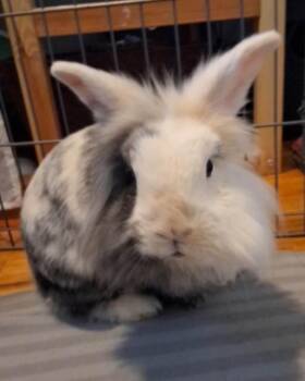 Lionhead and Holland Lop Rabbits Available for Adoption in Vancouver, British Columbia - Marbles & Gabi (South Surrey) | PetCurious