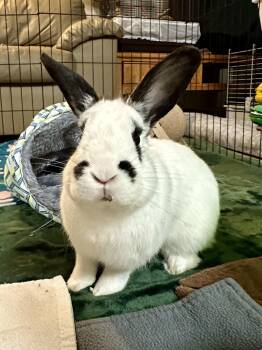 English Spot Rabbits Available for Adoption - Tundra | PetCurious