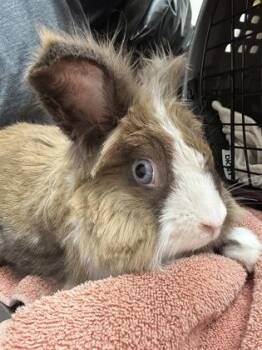 Latte -  Jersey Wooly Rabbit for Adoption in Sacramento, California - Latte | PetCurious