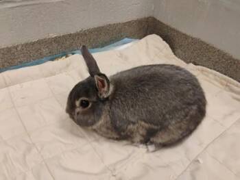 Miss Bunny -  Bunny Rabbit Rabbit for Adoption in Fallston, Maryland - Miss Bunny | PetCurious