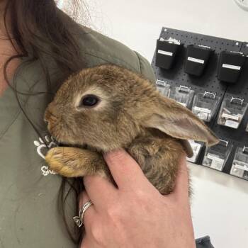 Storm -  American Rabbit for Adoption in Freeport, Florida - Storm | PetCurious