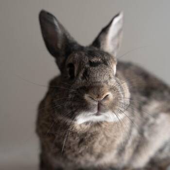 American Rabbits Available for Adoption in Kennesaw, Georgia - Marcel | PetCurious